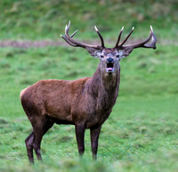 Red Deer Stag