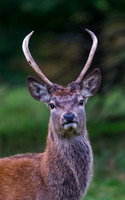 Young Red Deer Stag