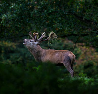 Red Deer Stag