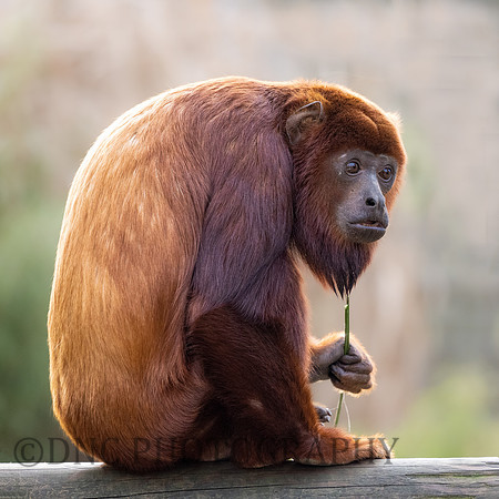 Red Howler Monkey
