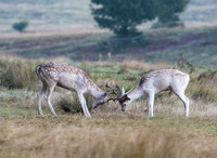 Young Fallow Deer Stags