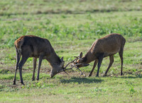Young Red Deer Stags