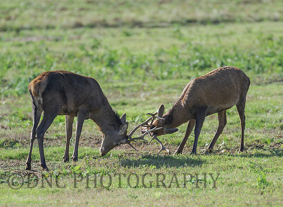 Young Red Deer Stags