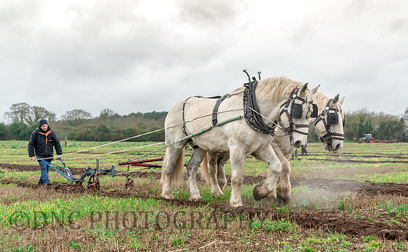 Ploughing horses
