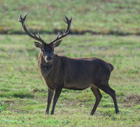 Red Deer Stag.