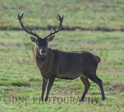 Red Deer Stag.