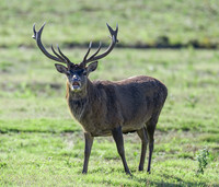 Red Deer Stag .
