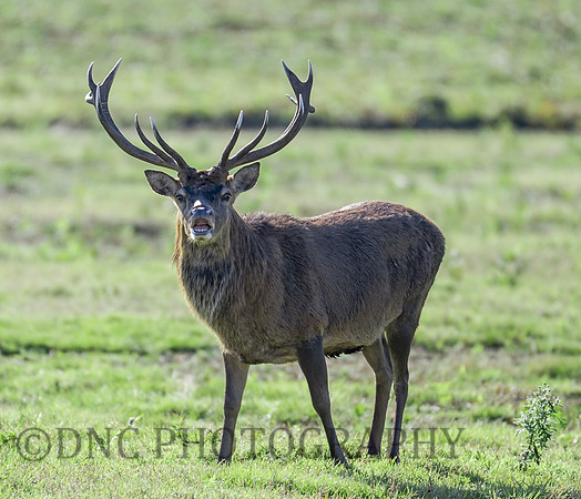 Red Deer Stag .