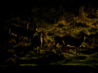 Sika Deer Hinds