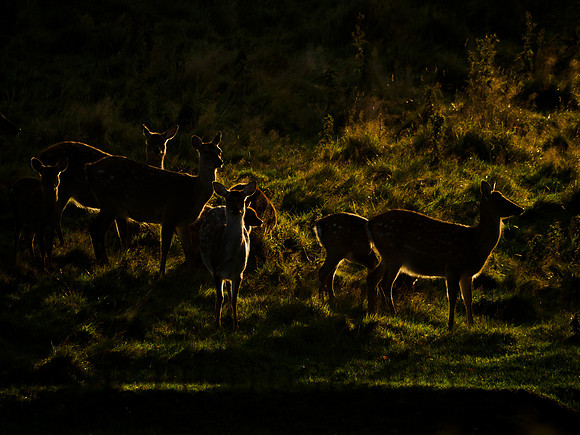 Sika Deer Hinds