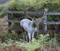 Fallow Deer Stag