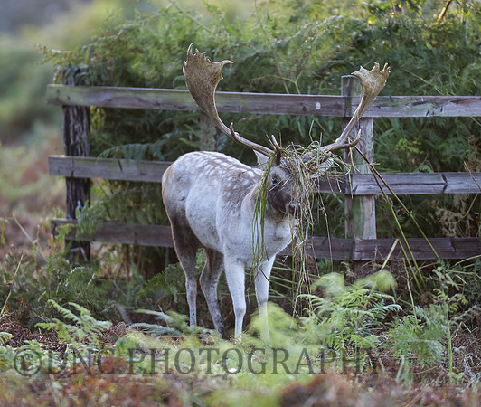 Fallow Deer Stag