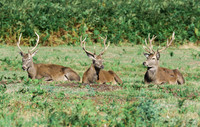 Red Deer Stags