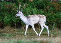 Fallow Deer Stag.