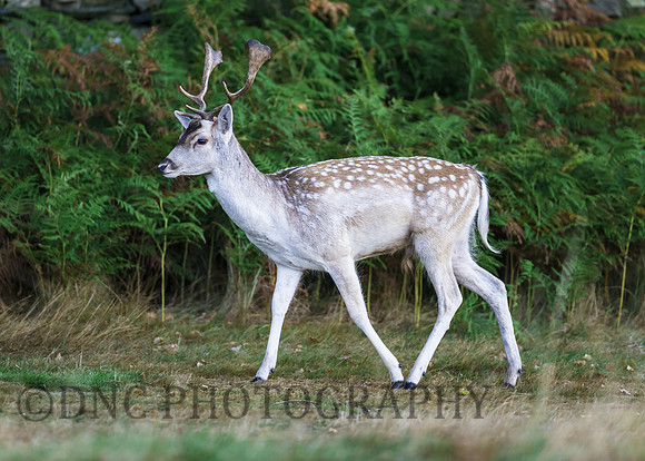Fallow Deer Stag.