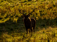 Sika Deer Stag.