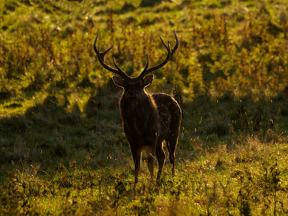 Sika Deer Stag.