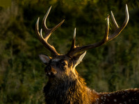 Sika Deer