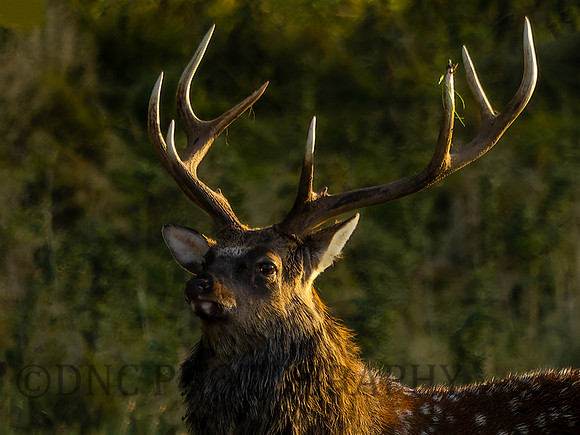 Sika Deer