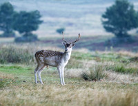 Fallow Deer Stag,