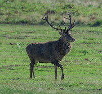 Red Deer Stag
