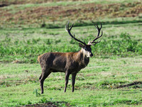 Red Deer Stag  .