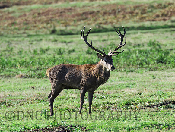 Red Deer Stag  .