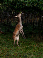 Red Deer Hind