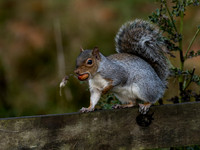 Grey Squirrel 2