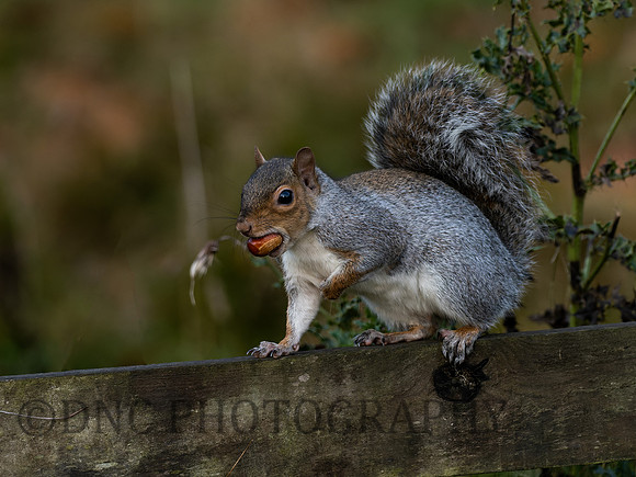 Grey Squirrel 2
