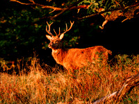 Red Deer Stag.