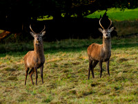 Two young Red Deer Stags