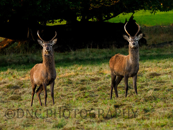 Two young Red Deer Stags