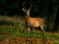 Young Red Deer Stag.