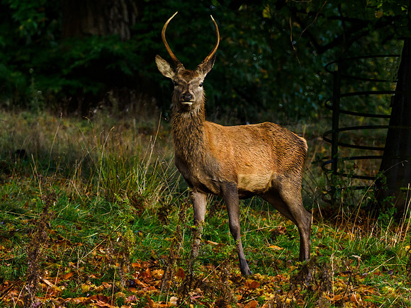 Young Red Deer Stag.