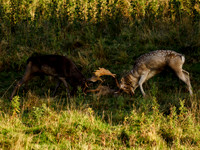Fallow Deer Rut