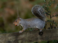 Grey Squirrel