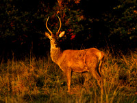 Young Red Deer Stag .