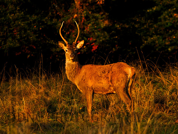 Young Red Deer Stag .