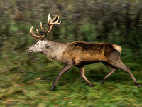Red Deer Stag running
