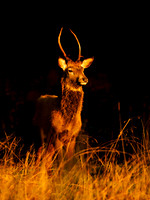 Young Red Deer Stag ..
