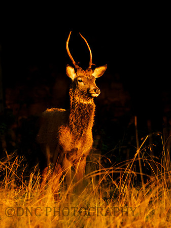Young Red Deer Stag ..