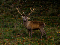 Red Deer Stag