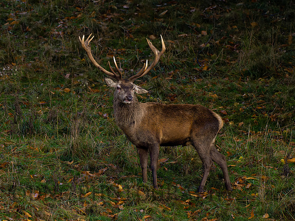 Red Deer Stag