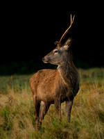 Young Red Deer Stag..