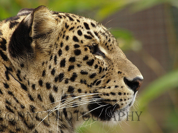 Leopard