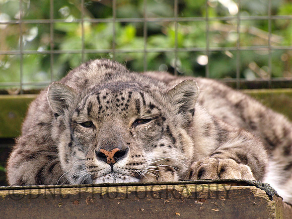 Leopard