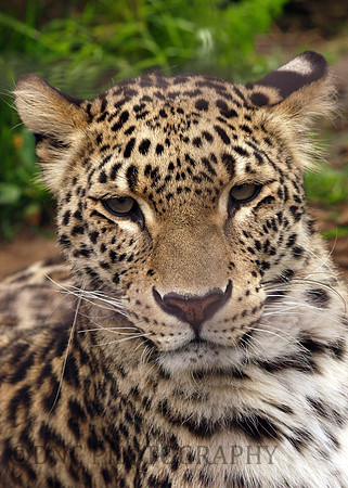 Leopard