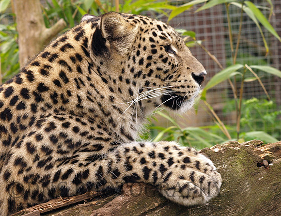 Leopard