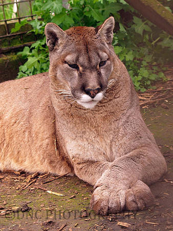 Puma